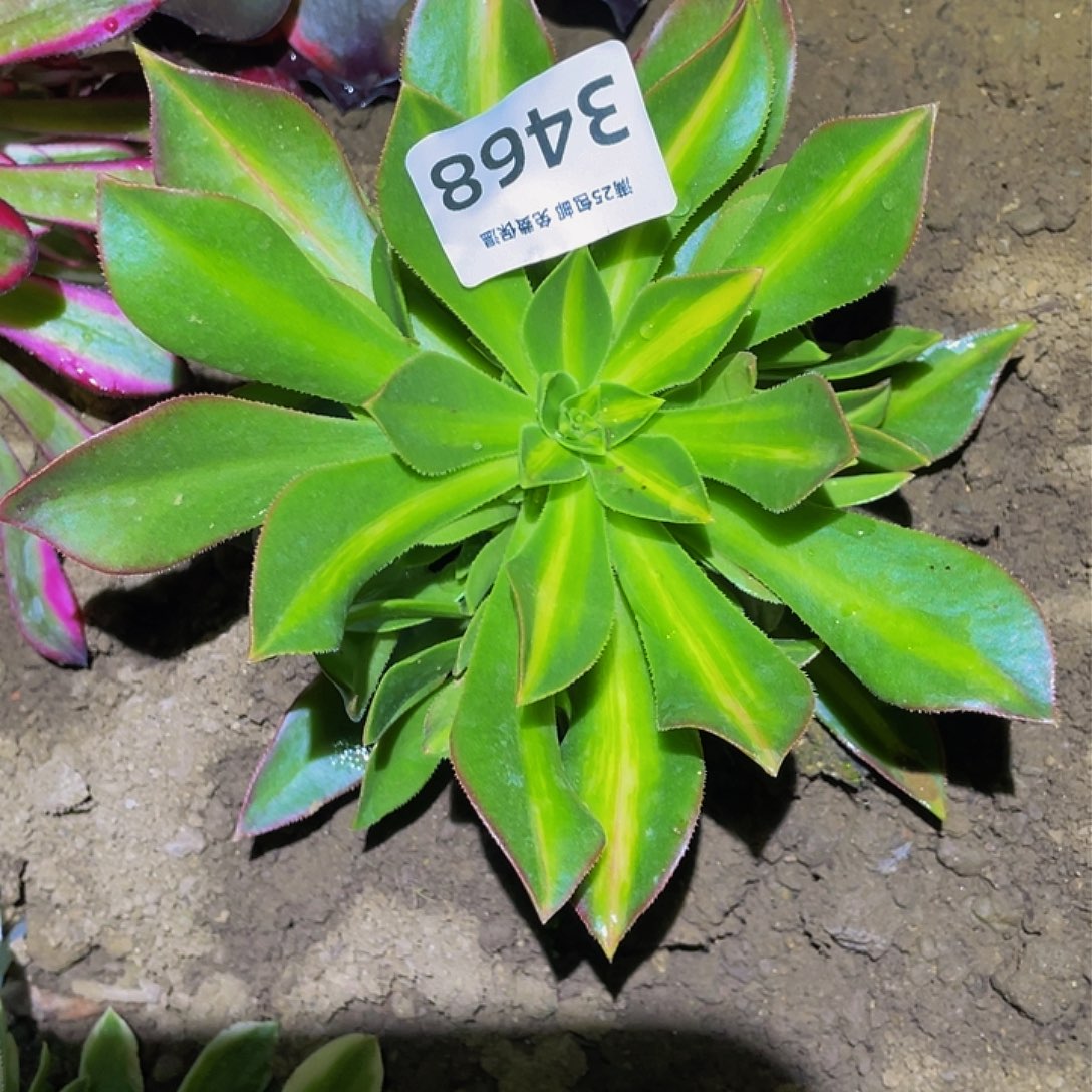 3468枫叶中班多肉植物