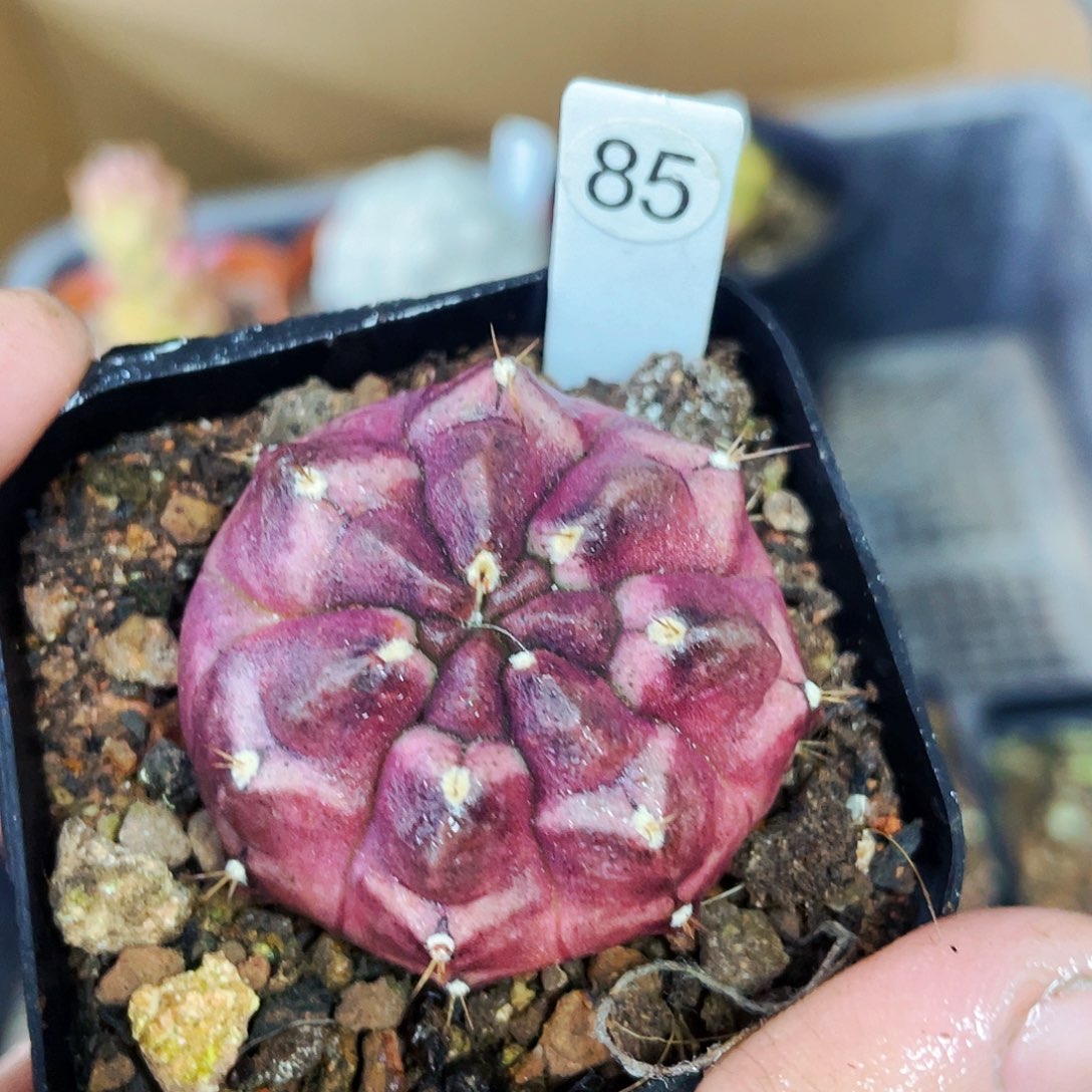 梦想非偏远地区满25包邮仙人球