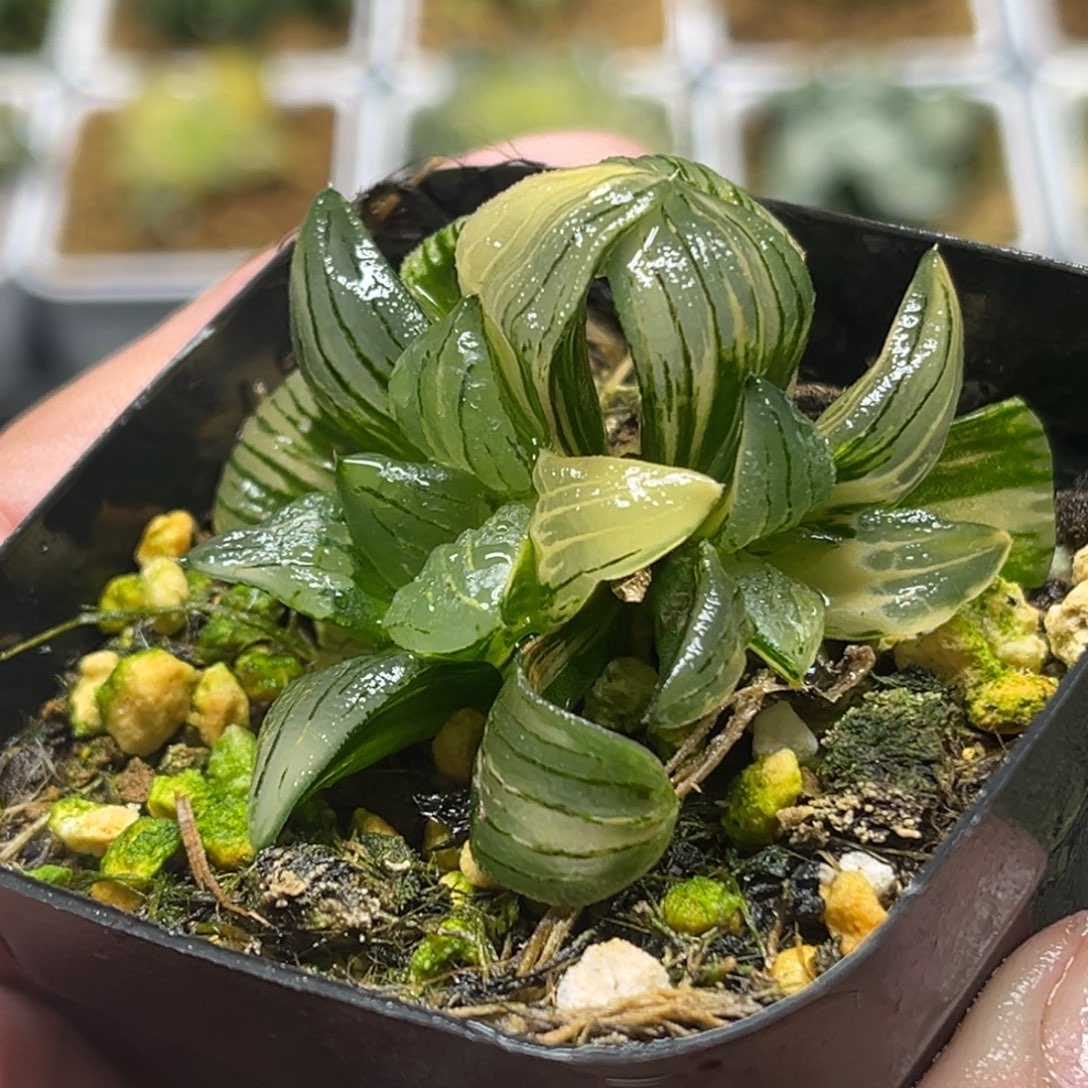 280双头红纹寿锦头家多肉十二卷