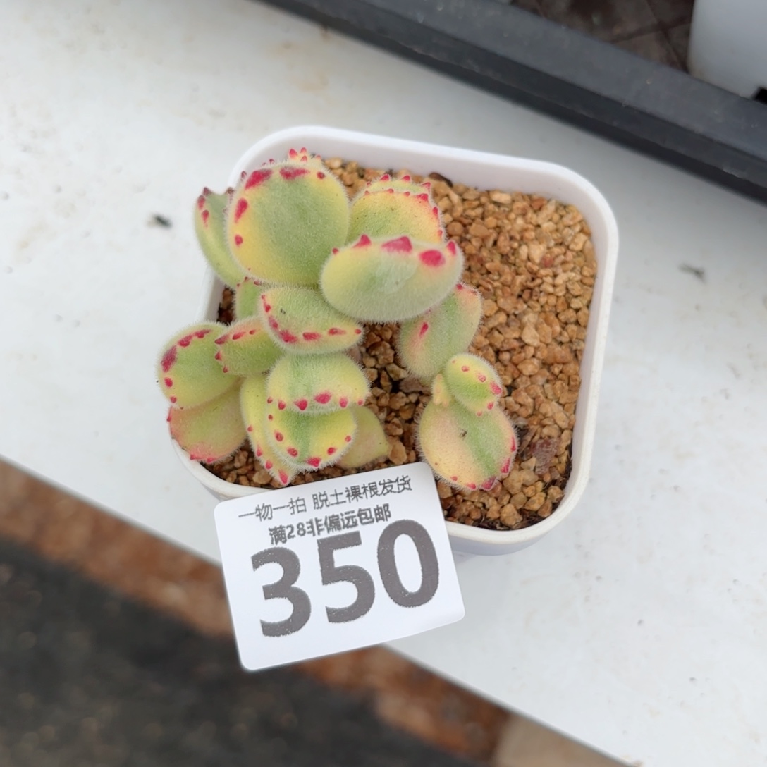 白熊多肉无盆土发货