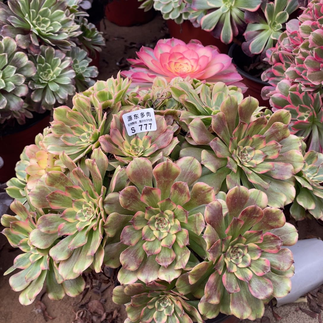 777沙皇多肉法师断枝不包