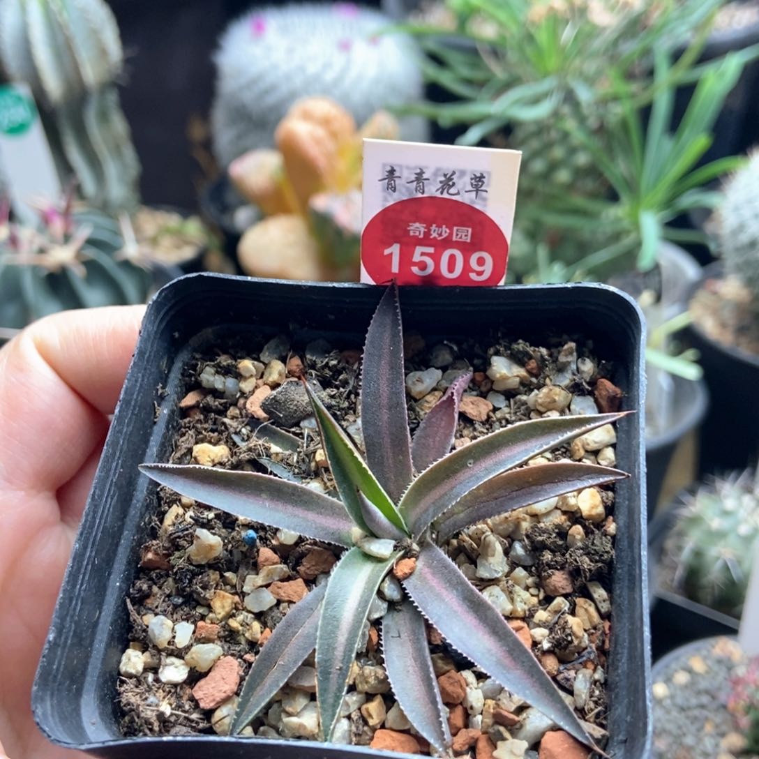 仁王冠一颗仙人球
