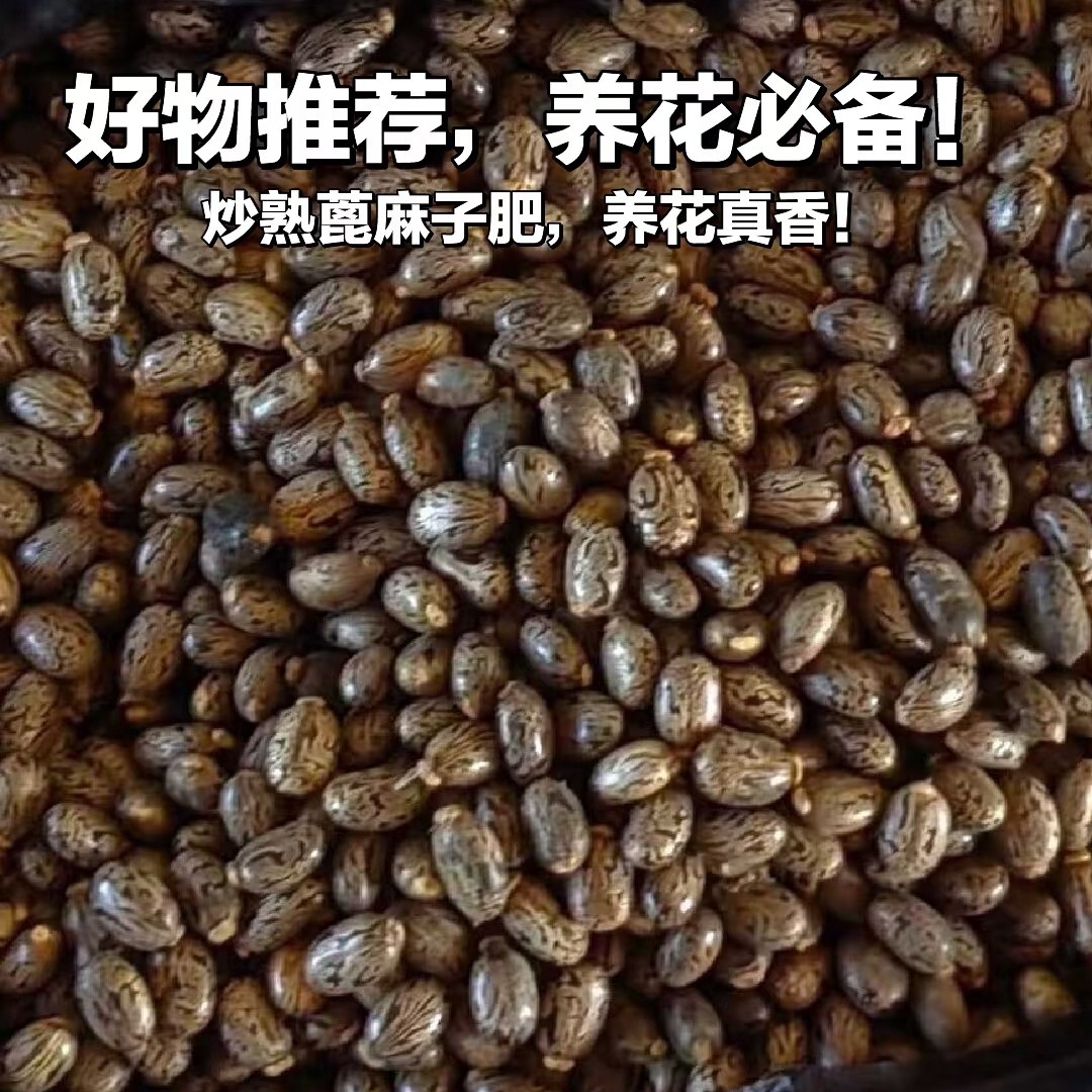 养兰必备蓖麻子三斤偏远不包邮