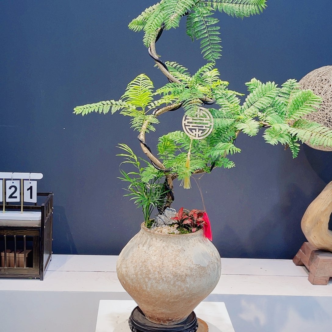 无花朵一物一拍蓝花楹