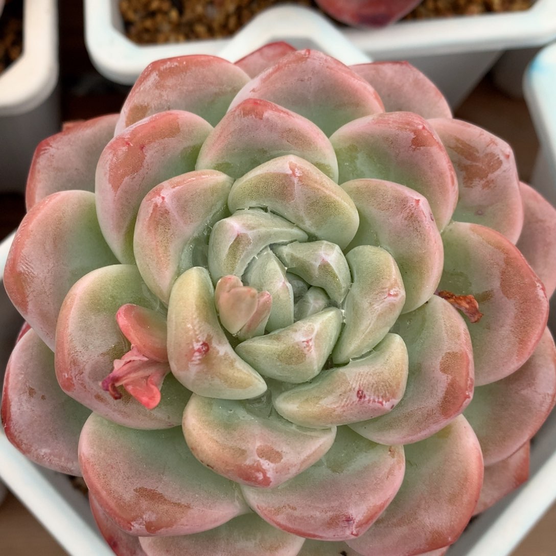 0128-14 精控老桩大单头冰玉