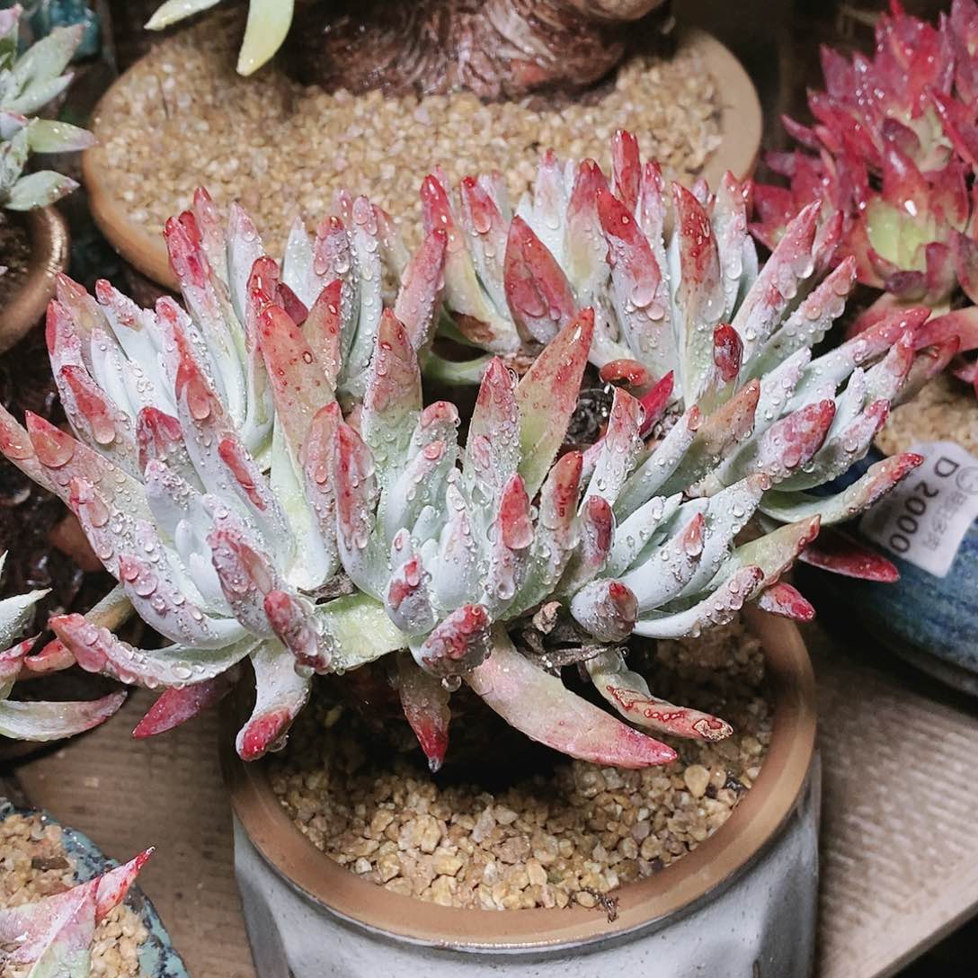 【闪购商品】哈哈哈文森特多肉2168