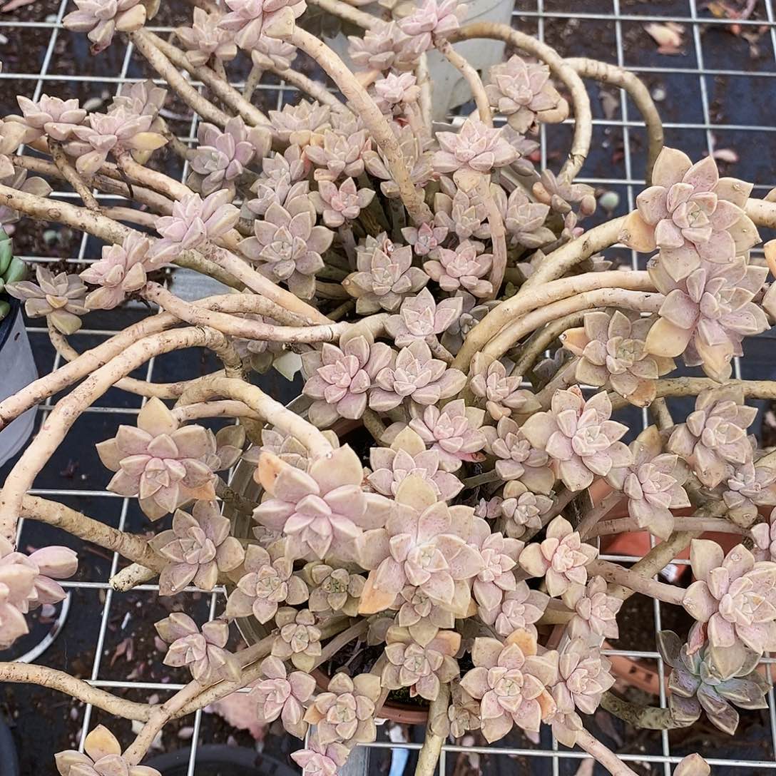 阿伦培多头群生老桩