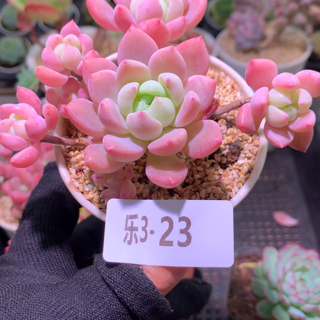 乐然 3-23 洛丽塔 