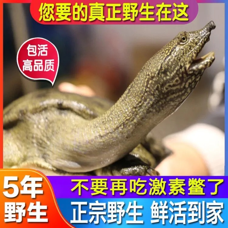 野生鲜活甲鱼淮河流域野甲黄皮黑花京东冷链包邮到家