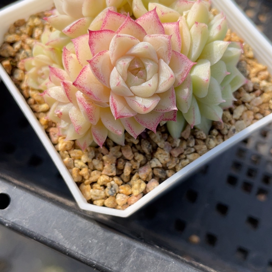 Z1280玫瑰花女王精品