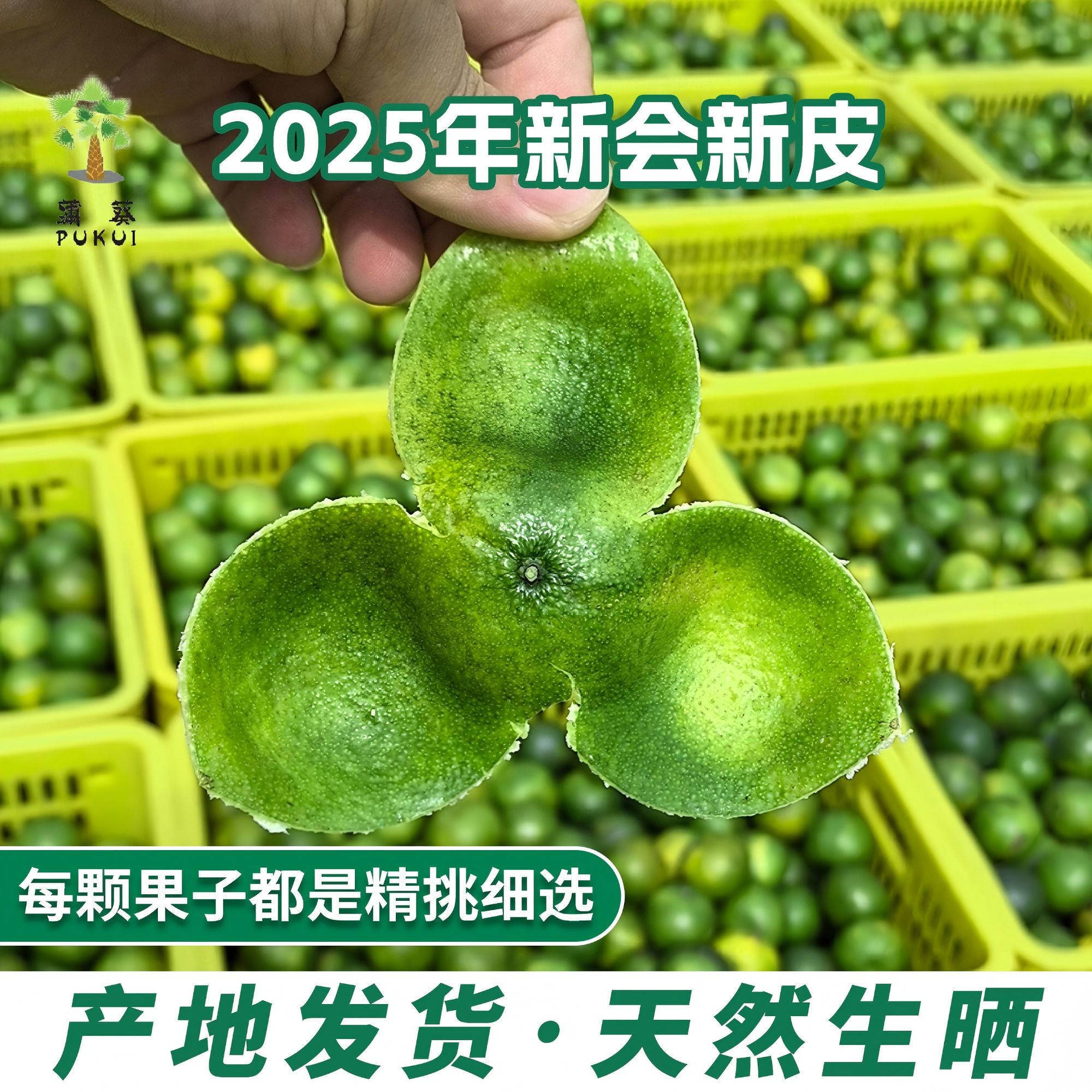 【谷哥专属】2025年青皮新会陈皮产地直销