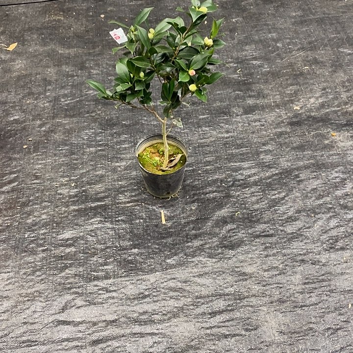 完全开放多色超五