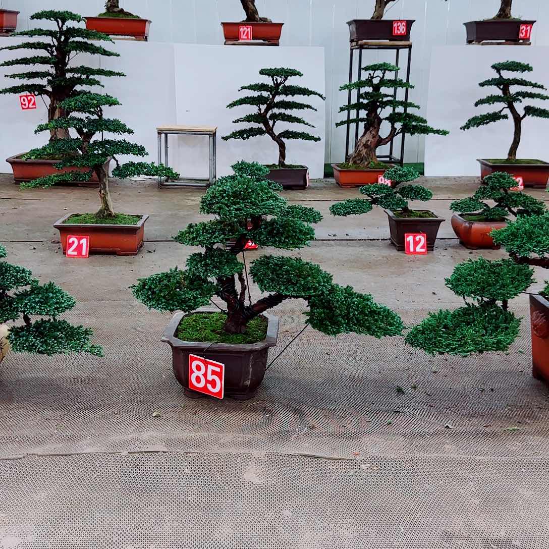 盆景造型设计艺术