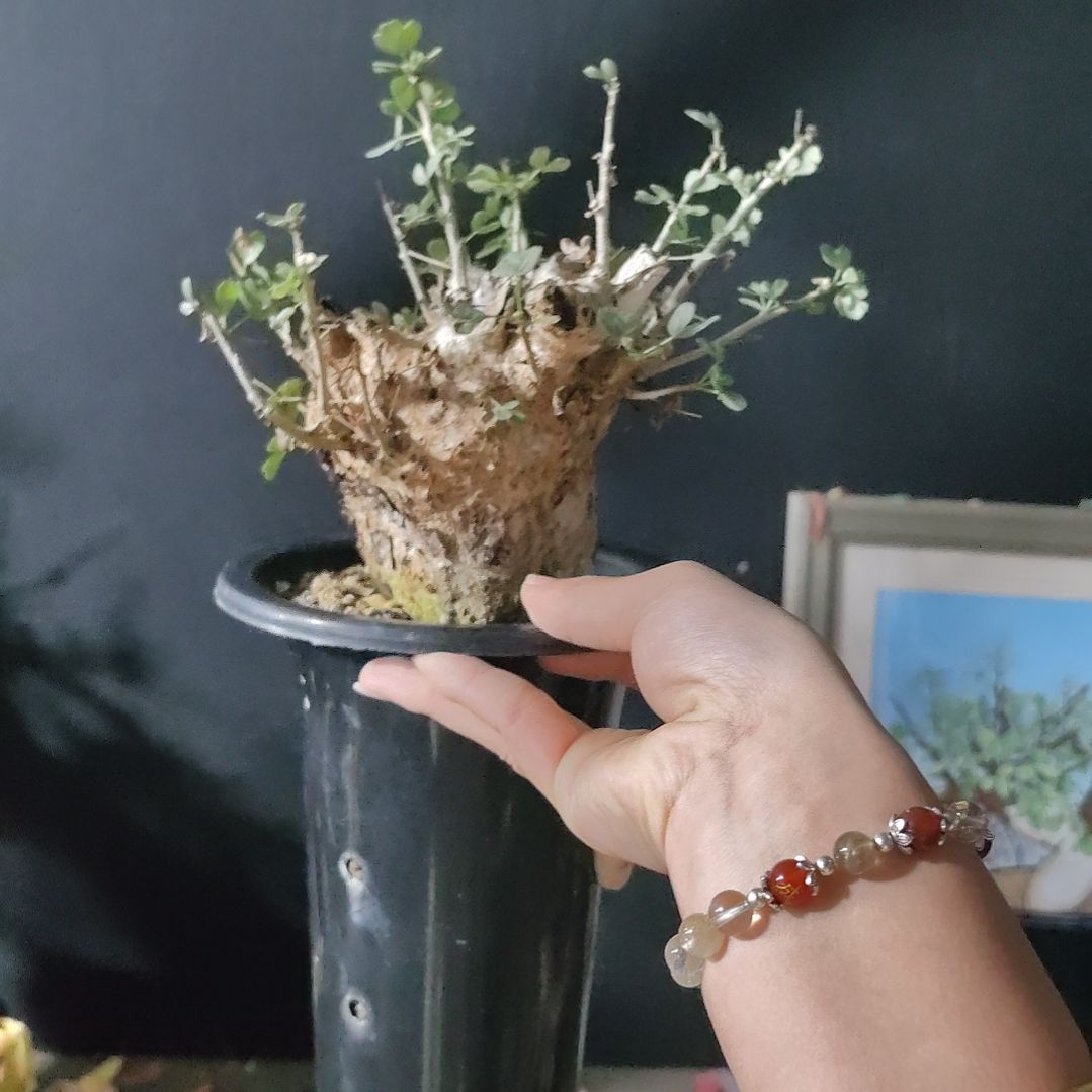 om橄榄熟桩可寄养