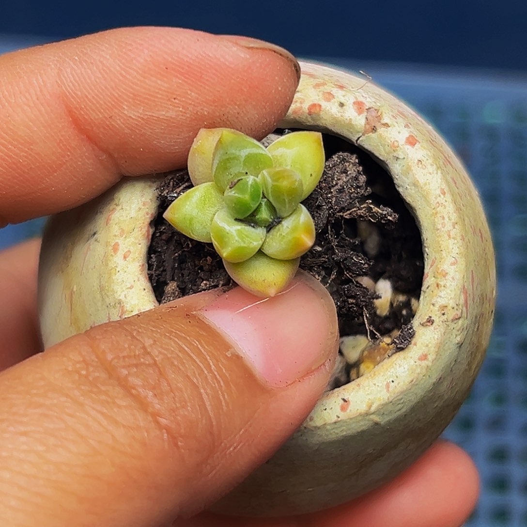 1颗美人系列多肉植物