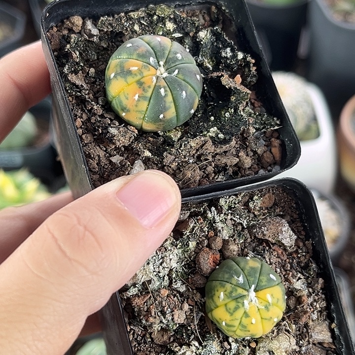 两颗仙人球一物一拍实生6