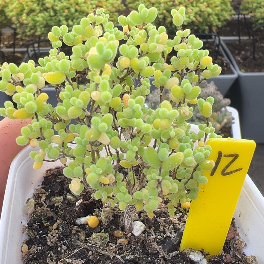 蜜橘糖球12号6.5cm盆
