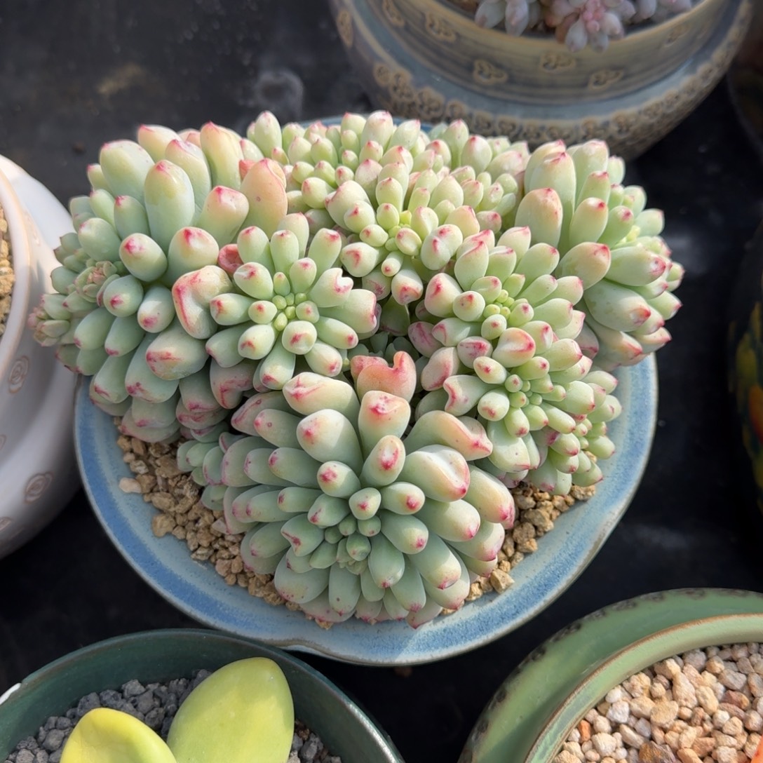 克拉之心 青提茉莉 一物一拍