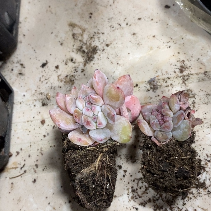 石榴籽缀化2颗包邮