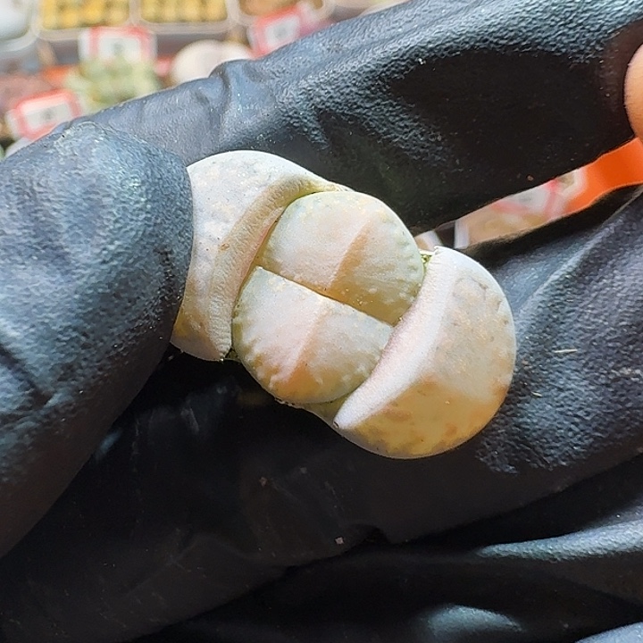 生石花111111。   211