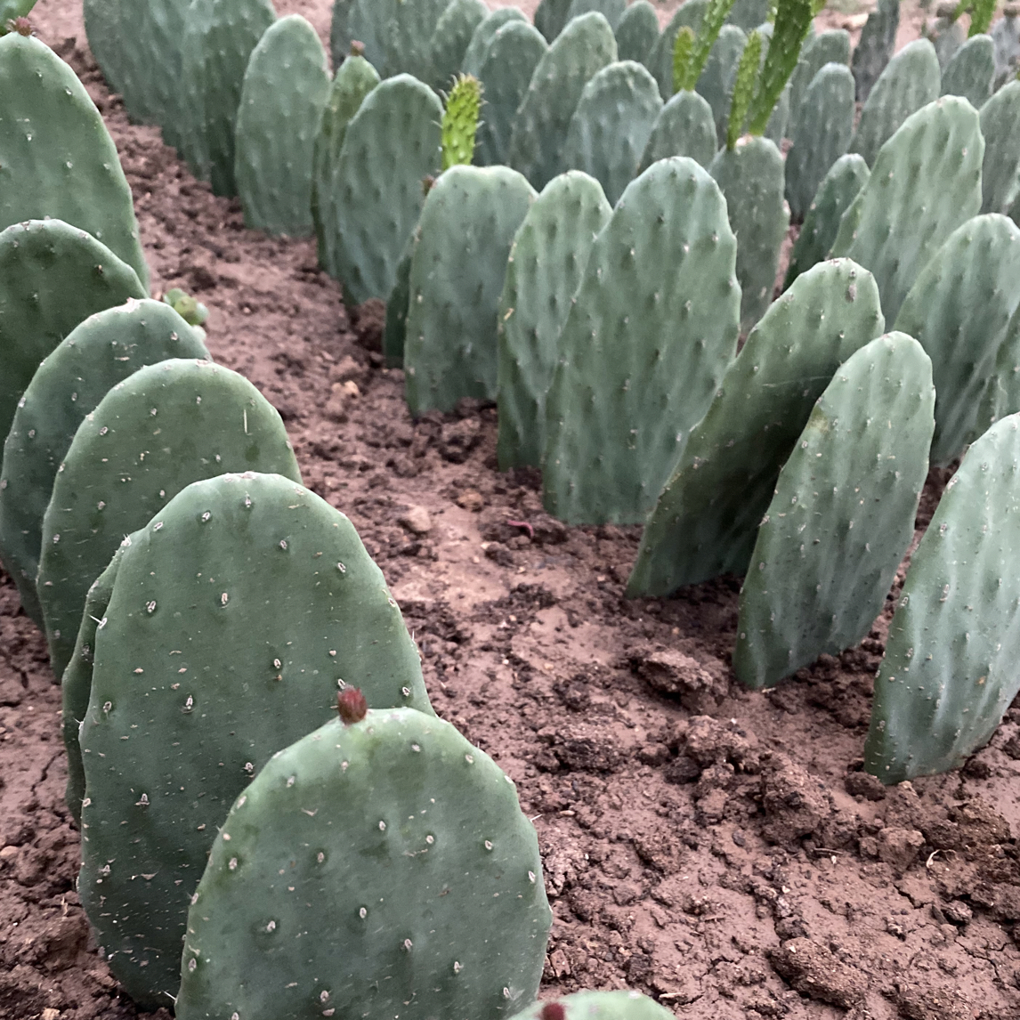 米棒塔仙人掌有根15厘米高3颗