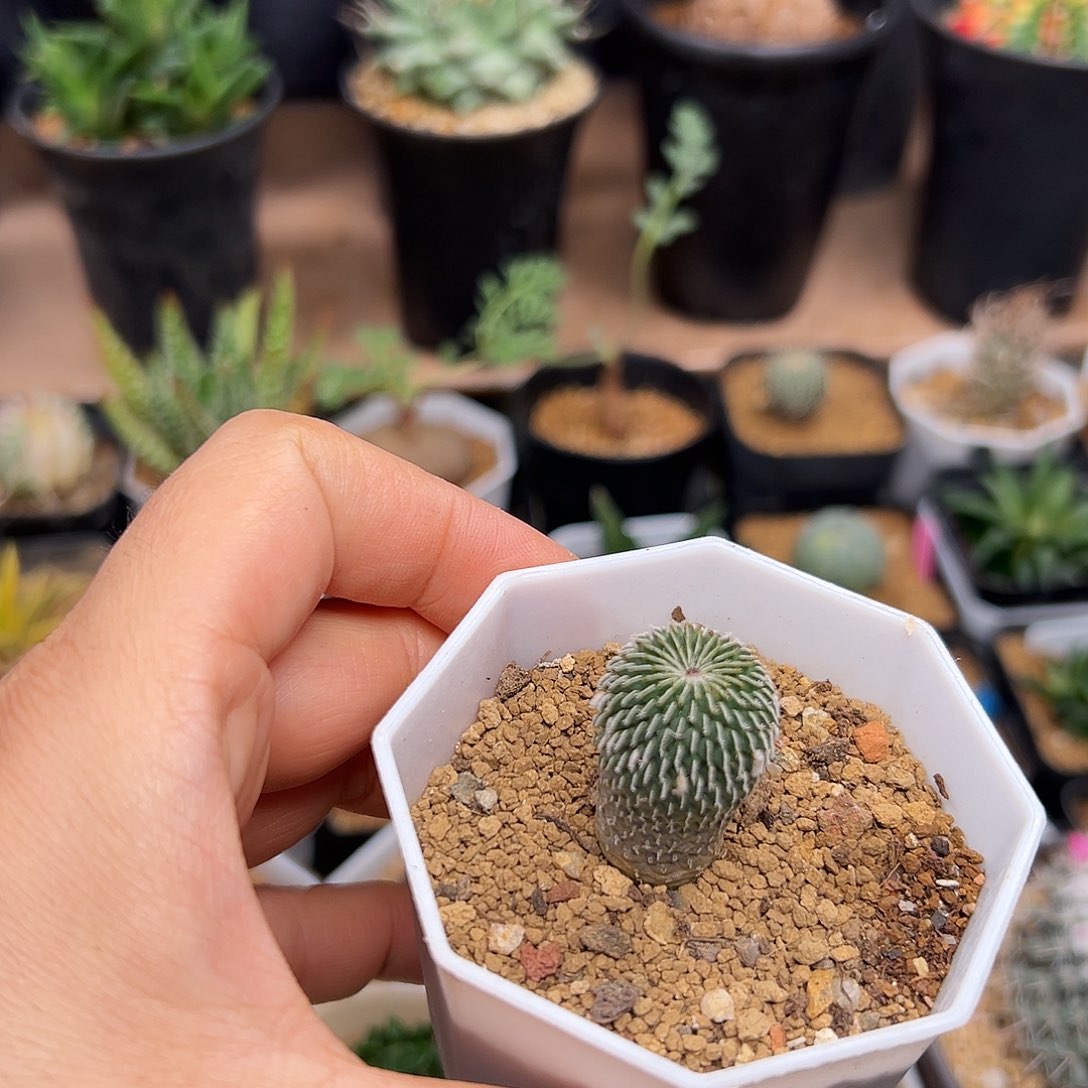 刺缀精巧殿实生带花苞