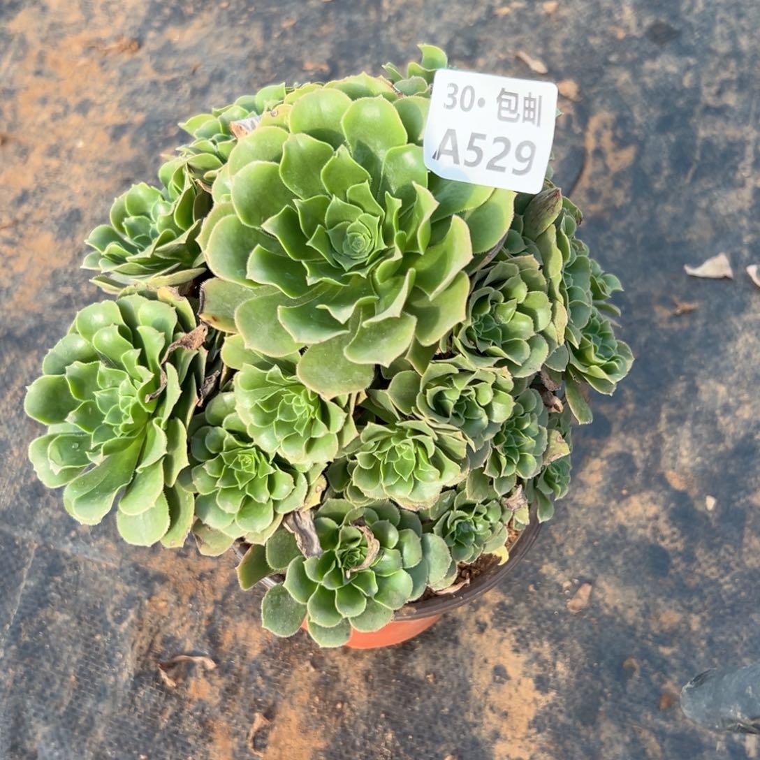 529 多肉法师不包侧枝