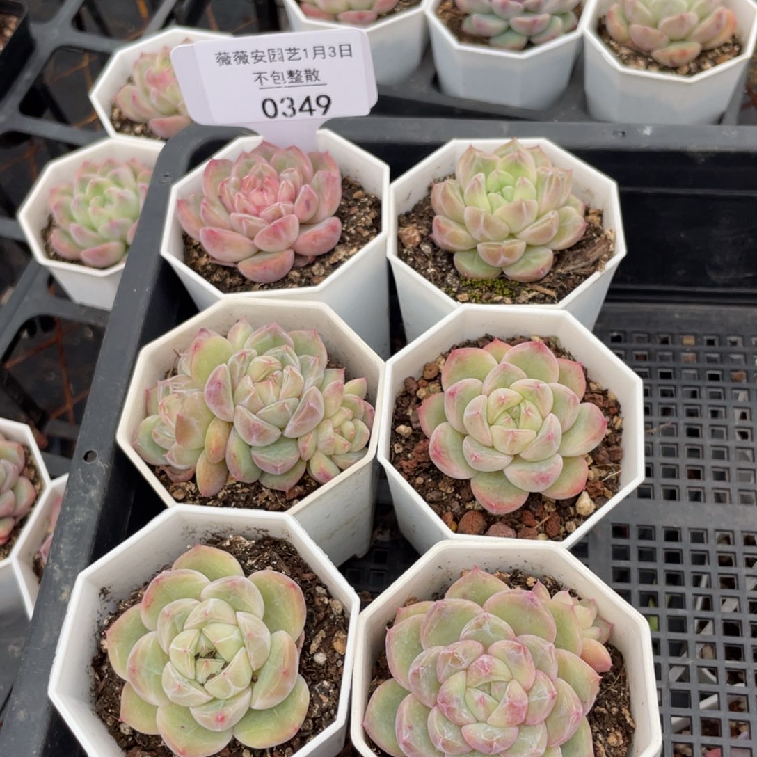 不包整散 盆子不售后0349