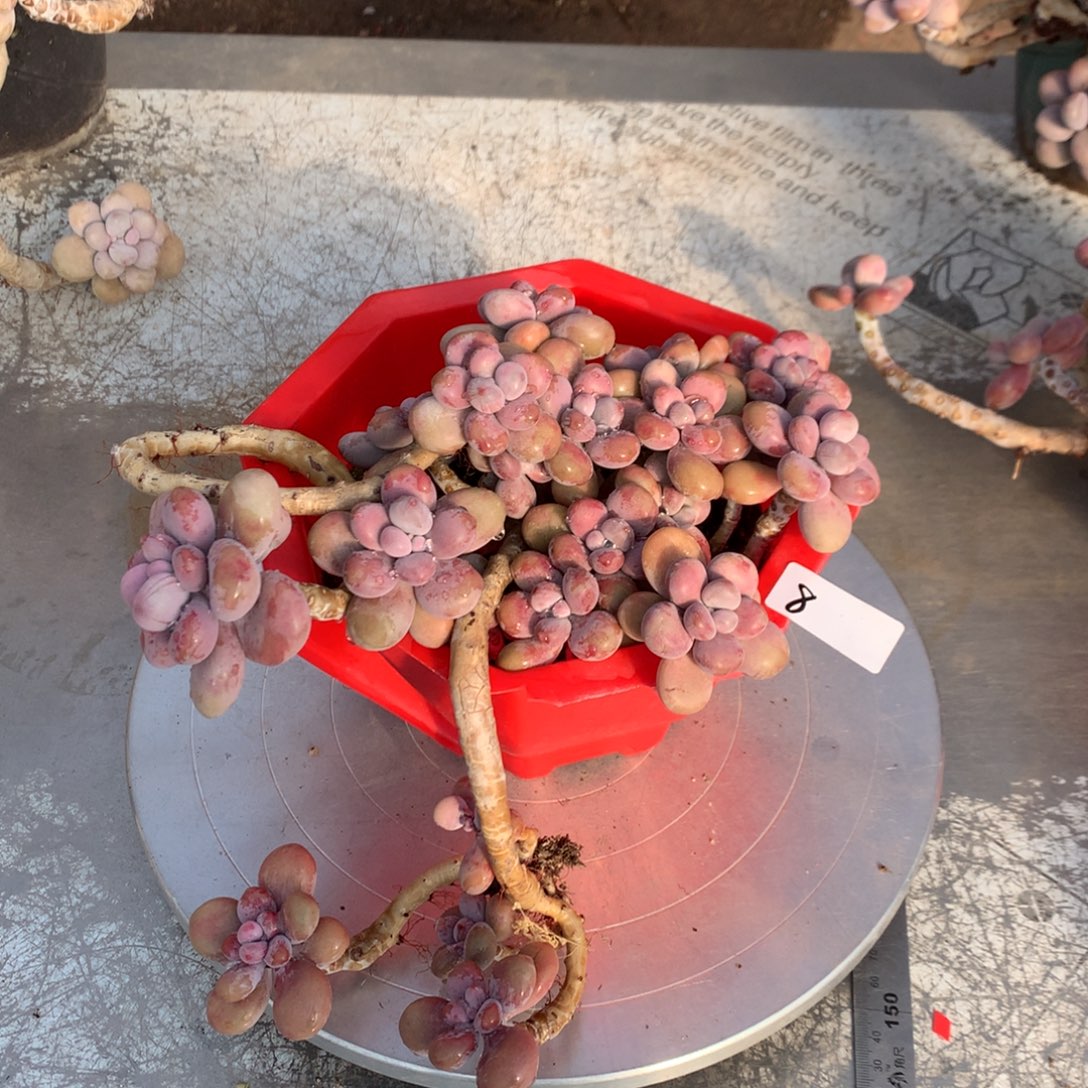 桃蛋老桩不带盆有瑕疵福利8号