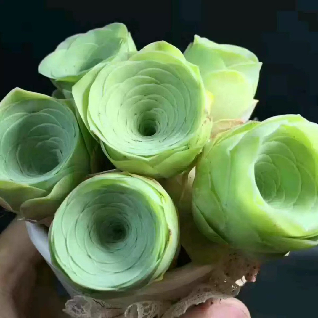 酒杯玫瑰 多肉植物 山地玫瑰组合盆栽黄玫瑰