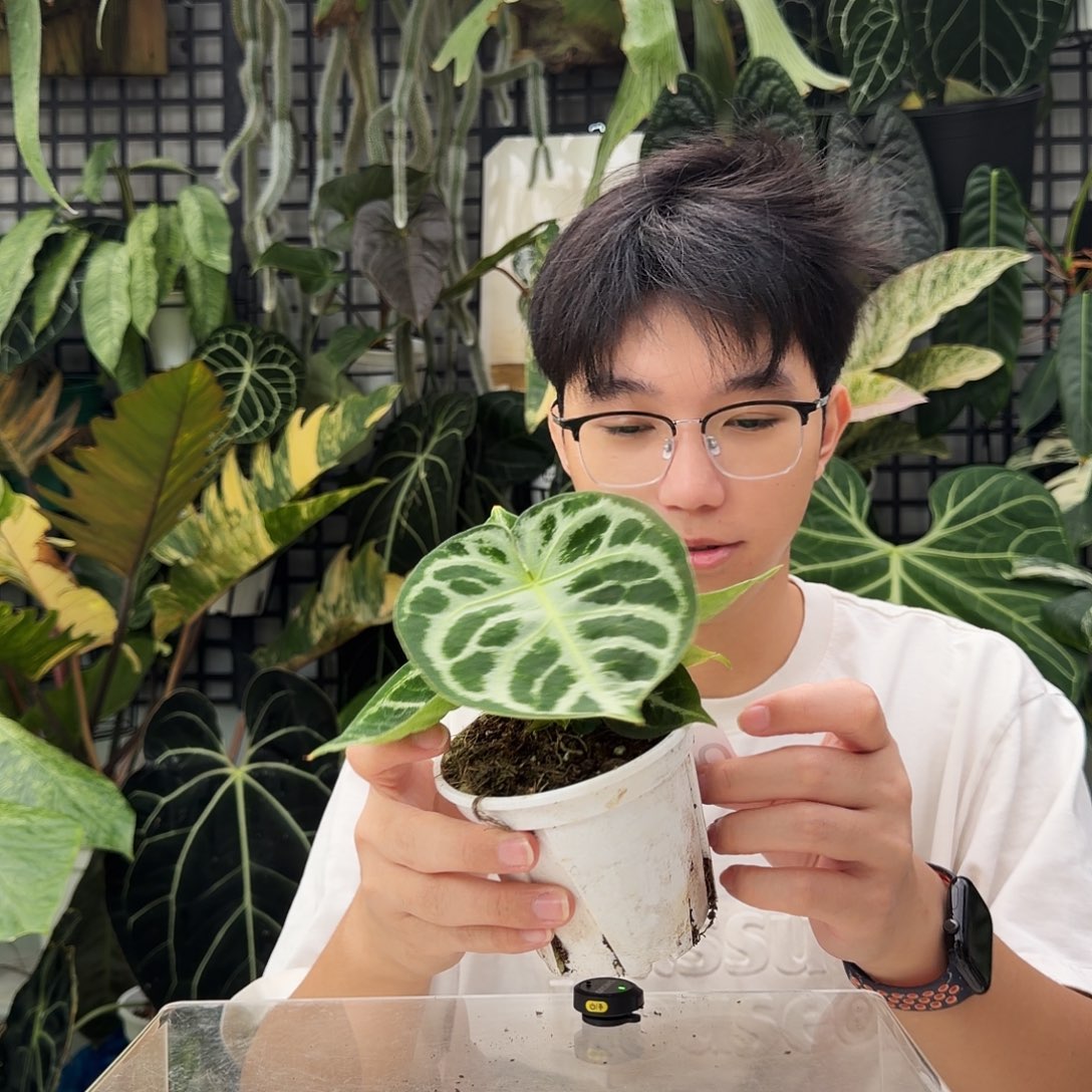 完全开放Q67  铜锣烧