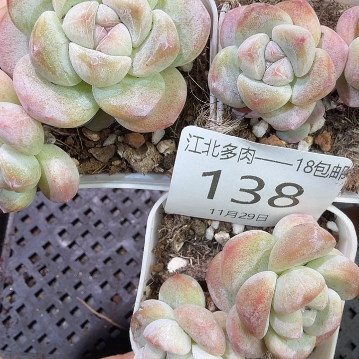 138 号到手1框一物一拍