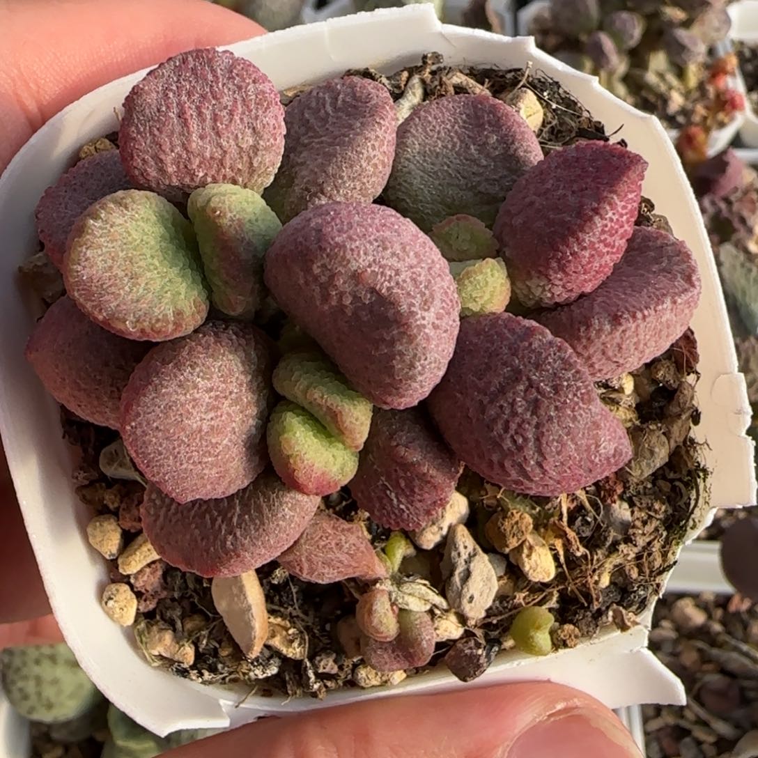 夏娃水泡多肉植物