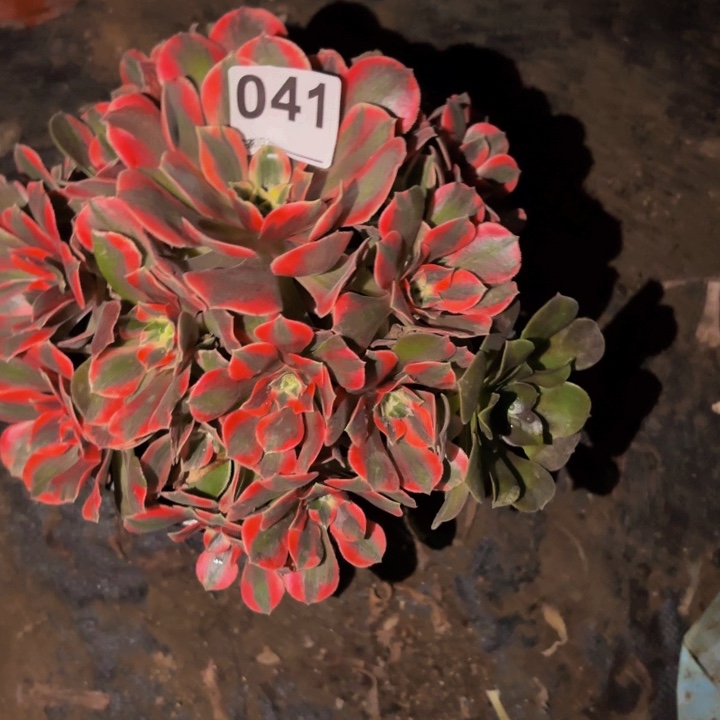 041女妖多肉植物不售后
