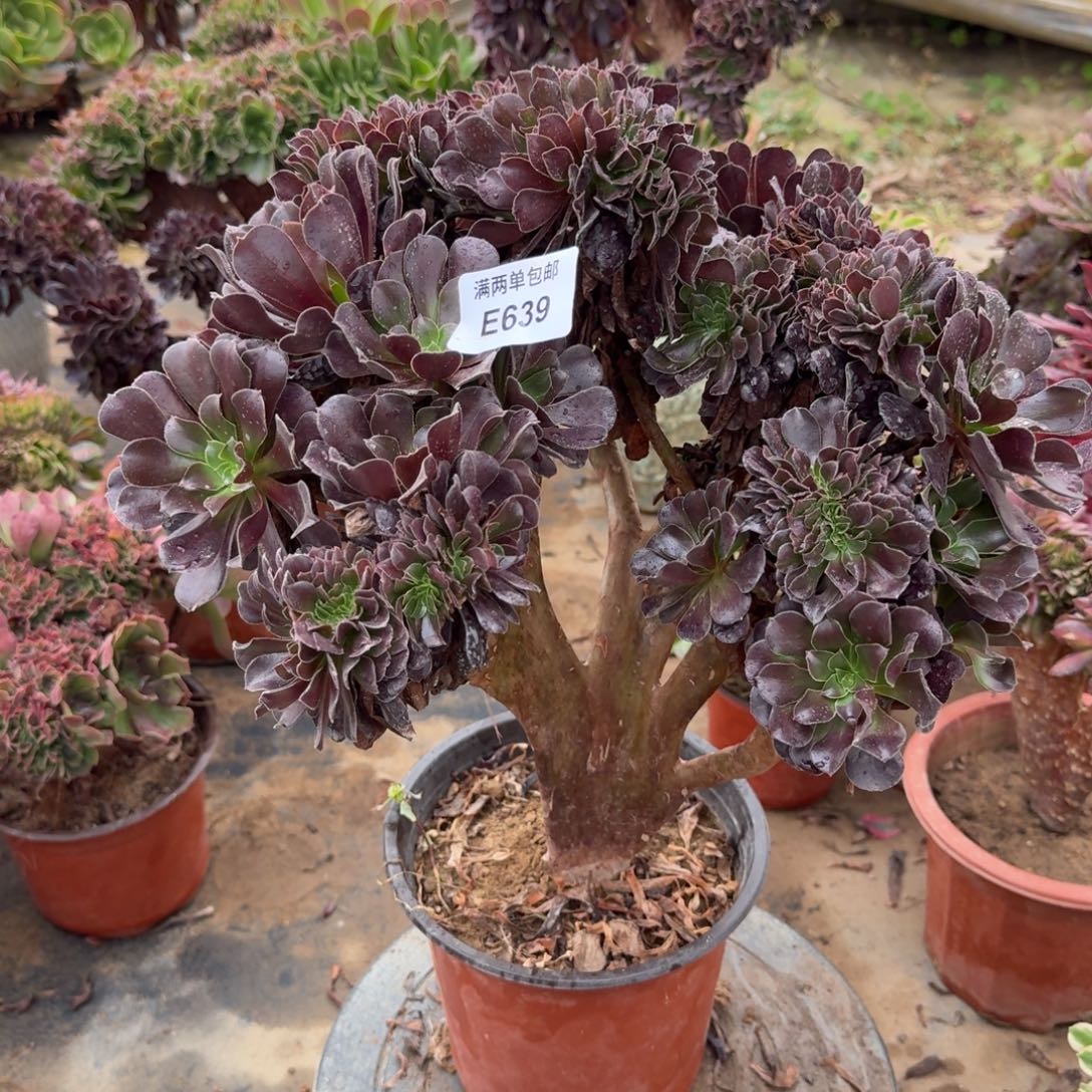 639欧资缀化法师肉