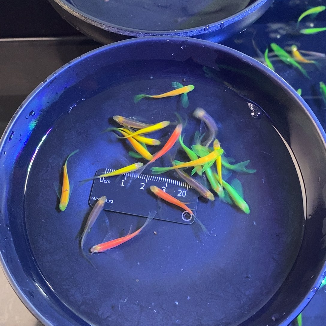 斑马鱼蝶翼斑马翡翠绿50个