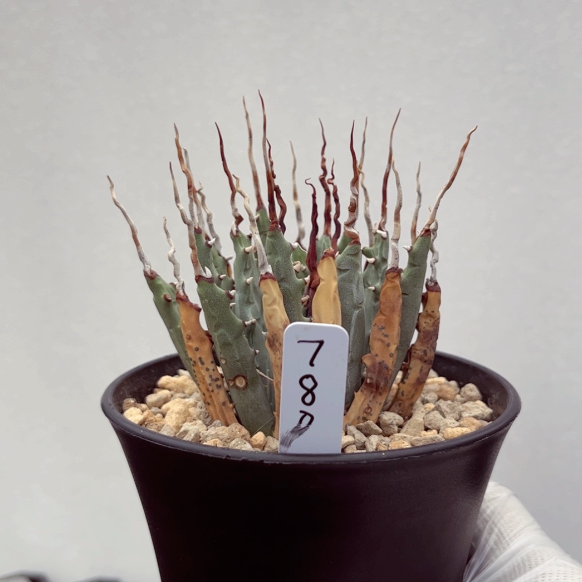 【闪购商品】妖炎折后价