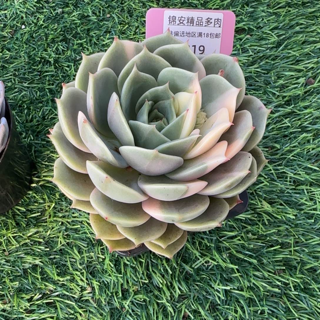 ✨****✨锦安精品多肉植物319