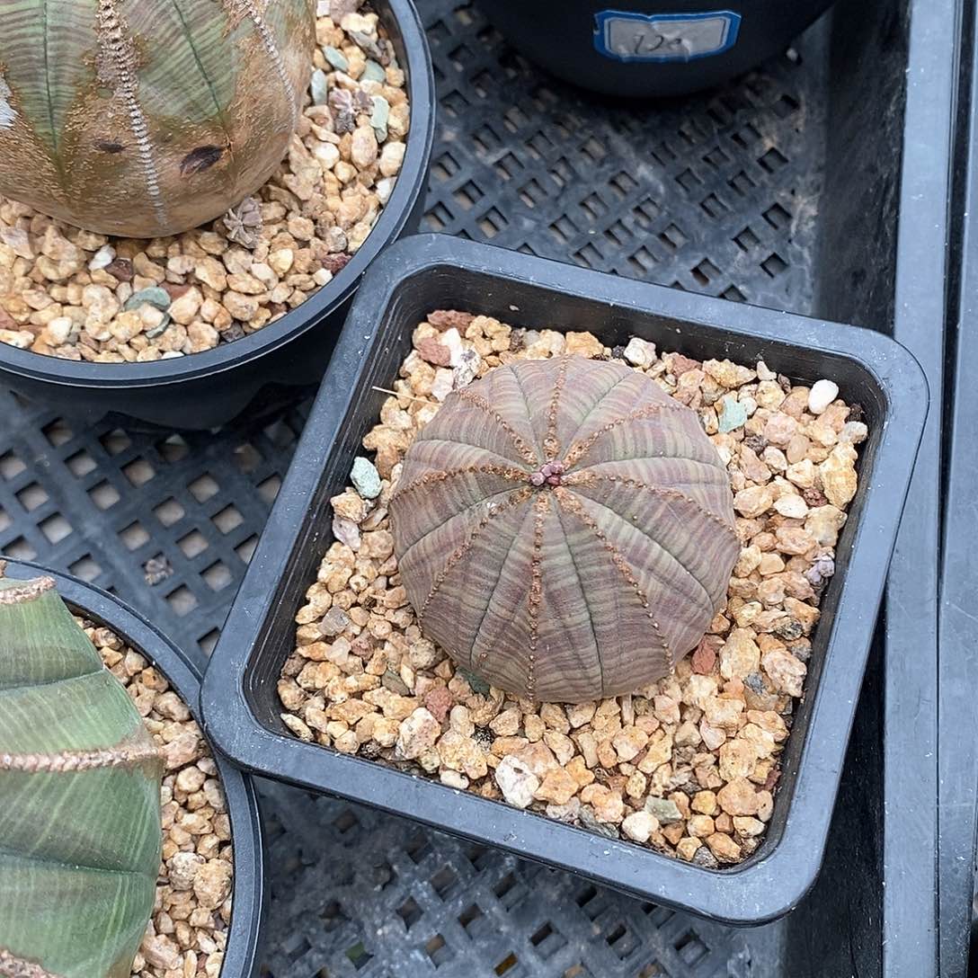 欧系实生布纹球多肉植物