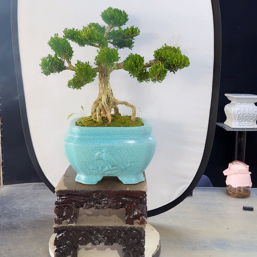 高端黄杨盆景艺术