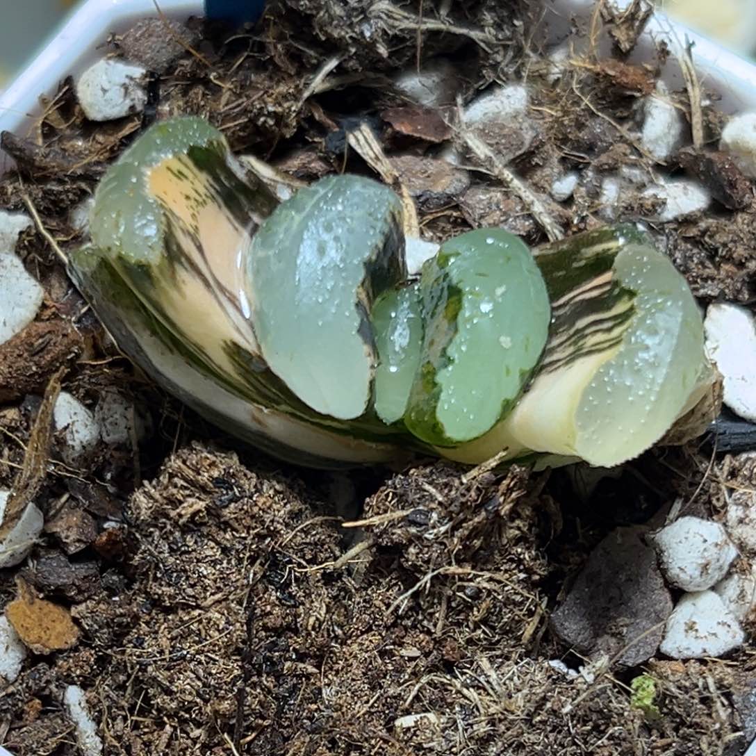 恭喜发财大吉大利904