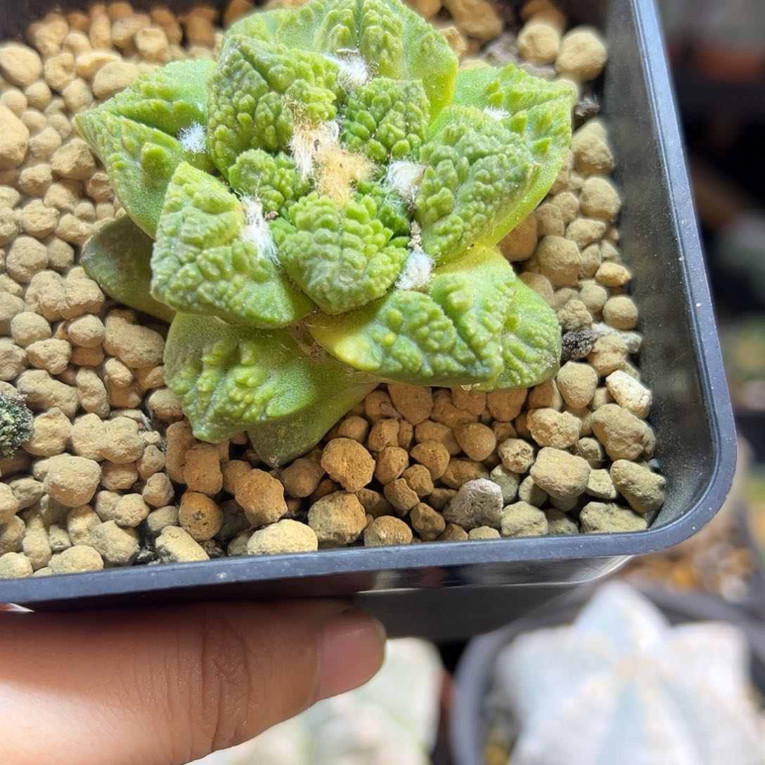 6号自根龟甲牡丹黄体锦5.8公分