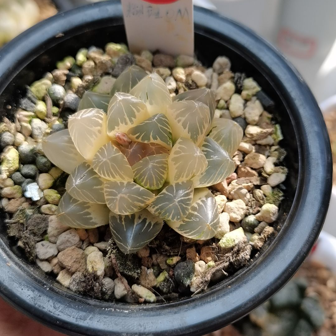 38号糊斑OM玉露锦一物一拍带盆土发货