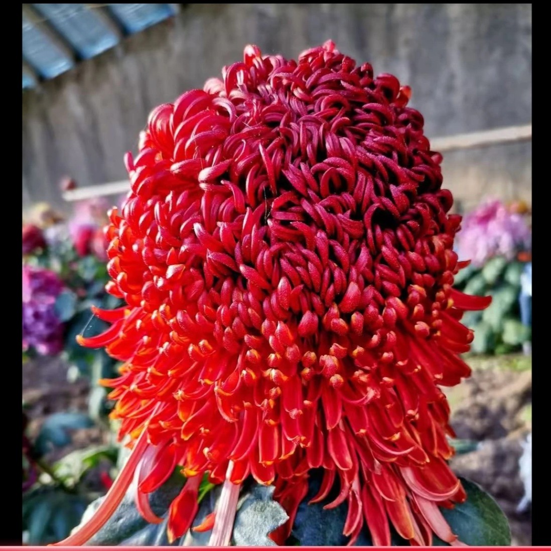 菊花《福爱万家》有微冻花瓣，正常开放，两到三个枝头，介意慎拍……