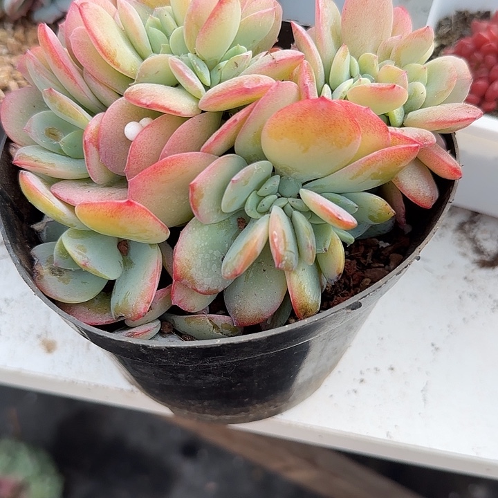 馨***青蛙王子儿童牙膏套装。