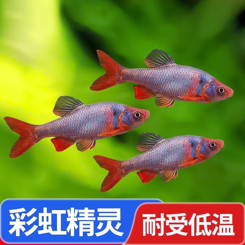 彩虹精灵鱼直播专用链接请勿直接拍下