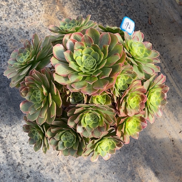 192奶白多肉法师植物