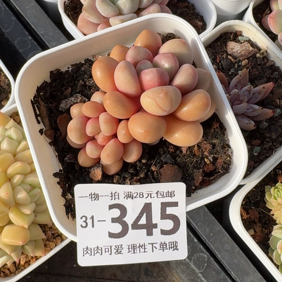 先锋派无盆土发货无