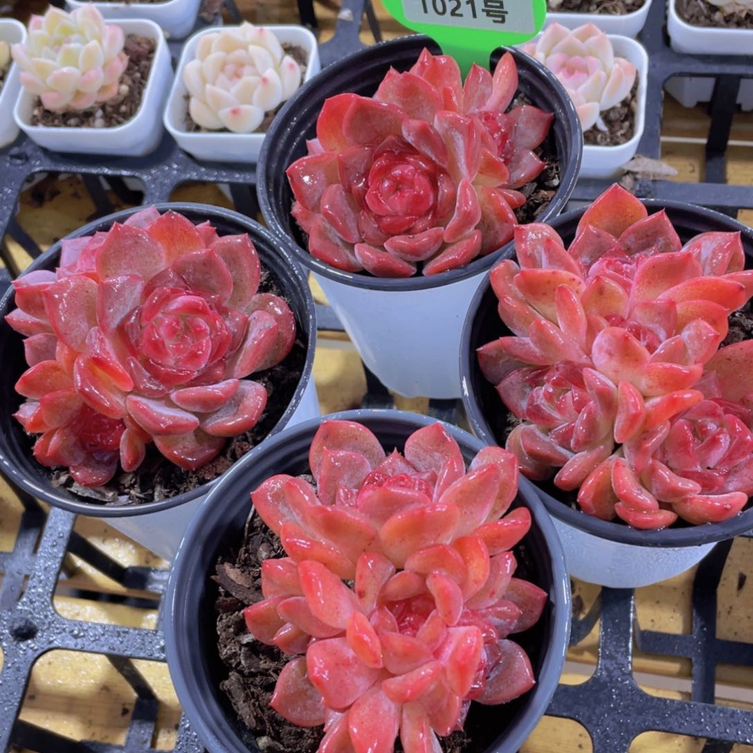 1021号 全状态珍妮琥珀多头群一颗