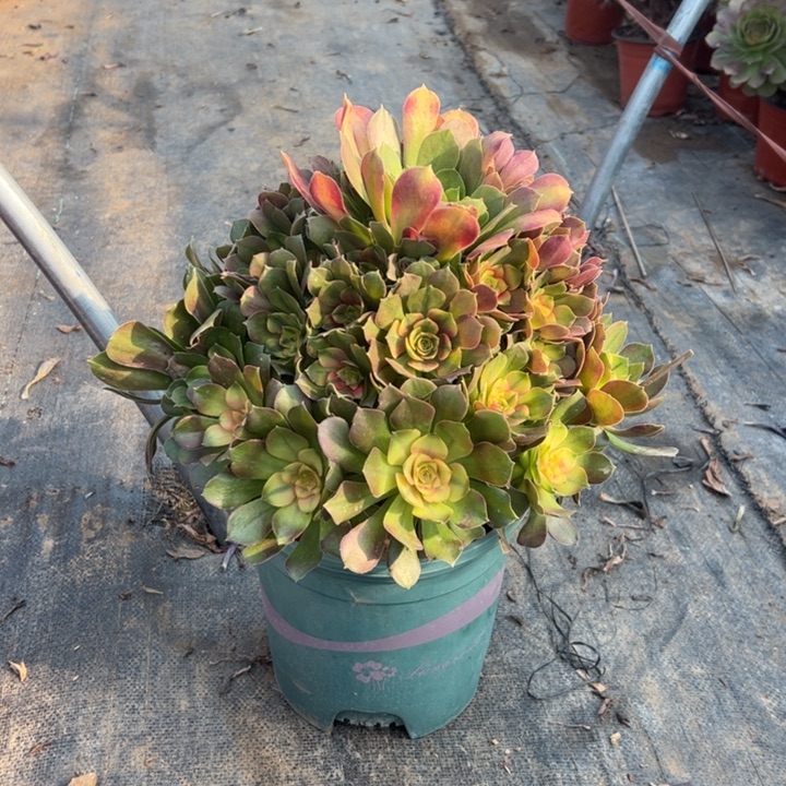 49雅典拉多肉多肉多肉